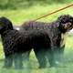 Illustration for article titled Post-Presidential Life: Bo and Sunny Obama Are STILL Just Getting Used to the DOOR BELL!
